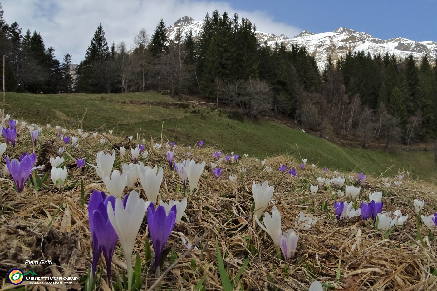 85 Scilla silvestre (scilla bifolia) e crocus vernus con da sfondo il Tre Signori oltre l'abetaia.JPG